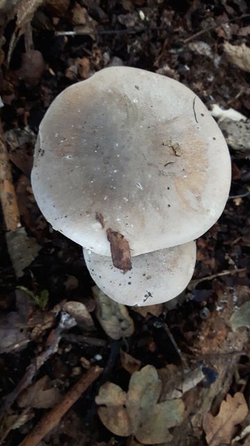 Fencing the Pond day 3 FUngi-2
