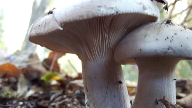 Fencing the Pond day 3 Fungi