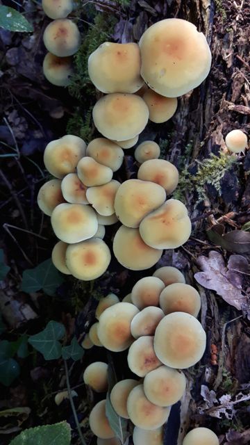 KFS Sept 26 2018 FUngi