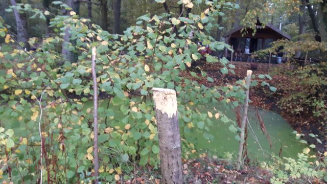 Wood Pond Hedge John Esling-4