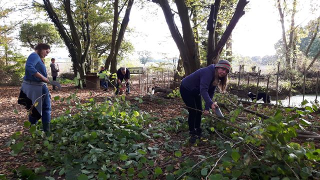 Woodland Hazel Hurdling-3