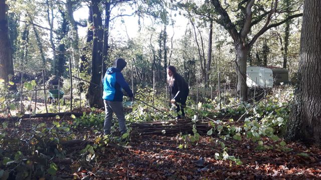 Woodland Hazel Hurdling-5