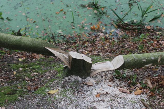 Kaliwood Pond Fence-4