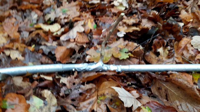 KFS bodging with hazel and gaffer