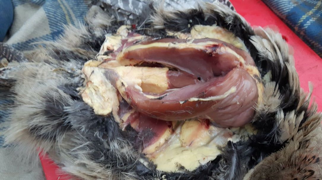 KFS Phesant Preparing-2