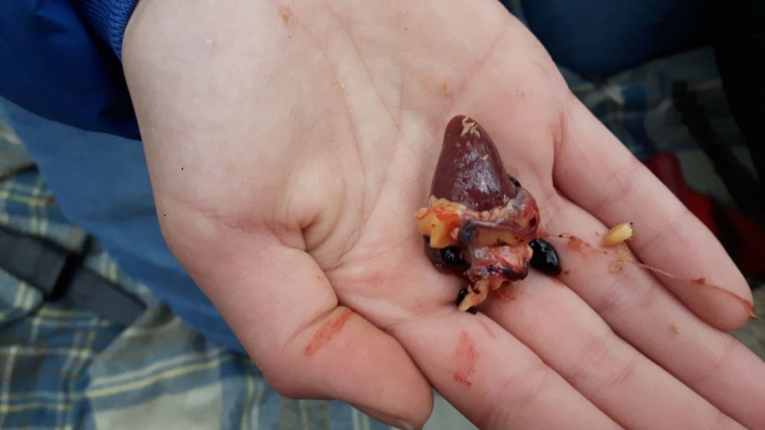 KFS Phesant Preparing-4