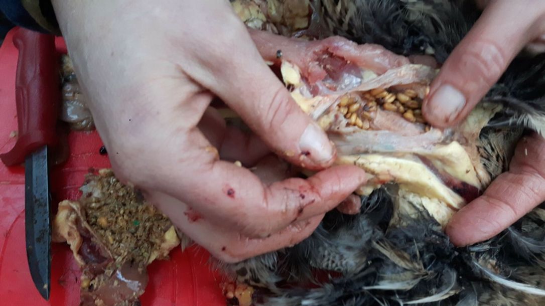 KFS Phesant Preparing-5