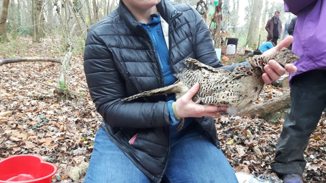 KFS Phesant Preparing