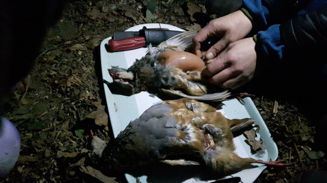 KFS Twilight partridge-2