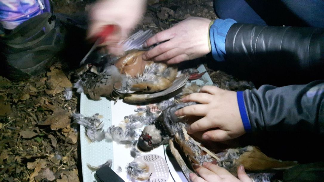 KFS Twilight partridge-3