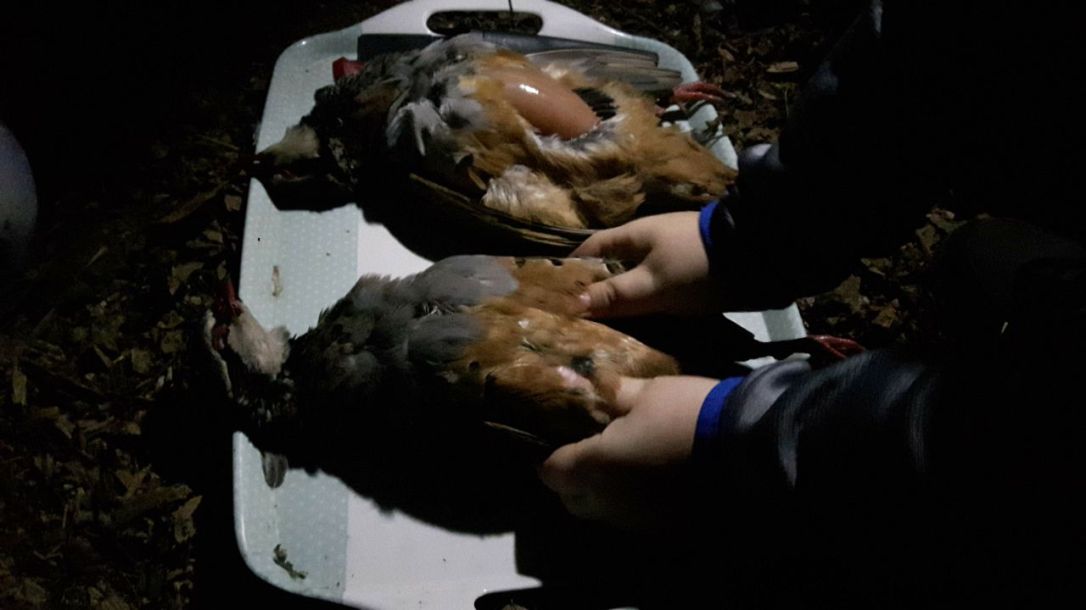 KFS Twilight partridge