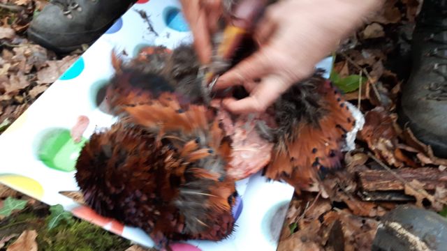 kfs wednesday jan-15