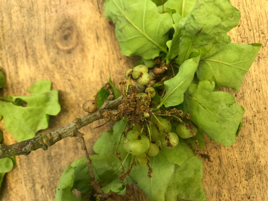 KFS Zoom wednesday-3