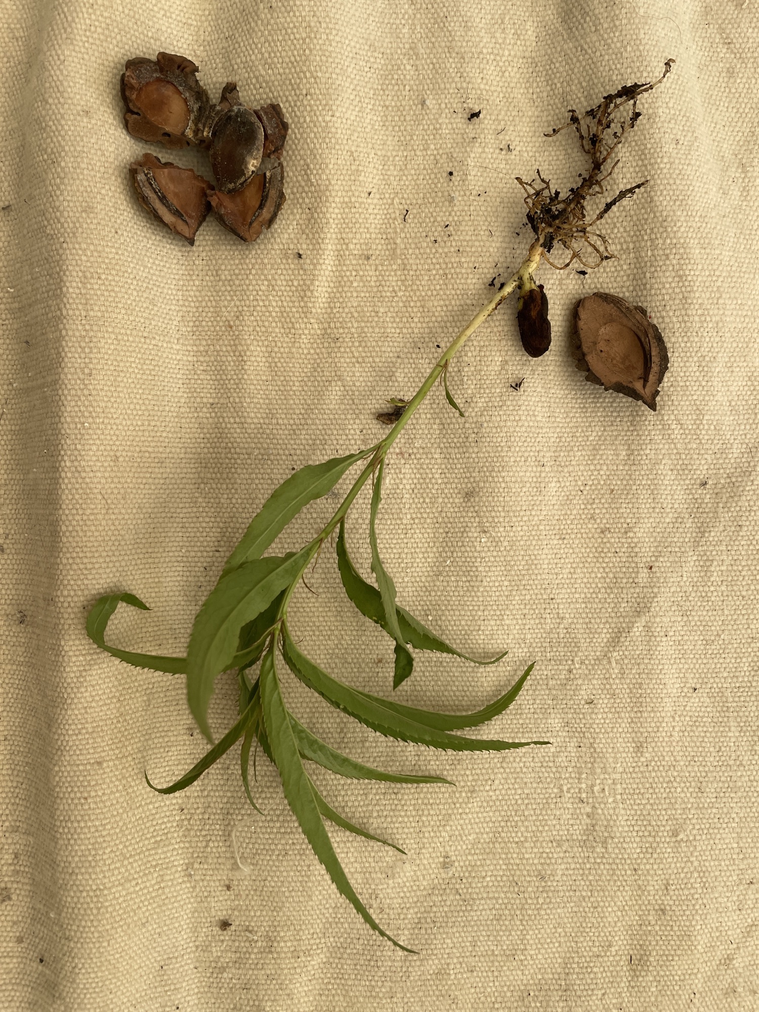 Elders 3 – seeds, shapes, hopes,&nbsp;manifestations